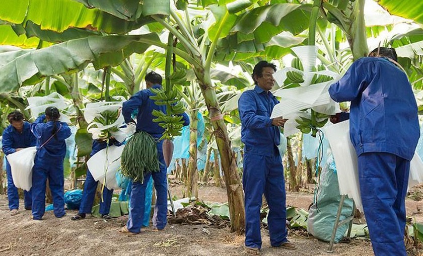 Đồ bảo hộ công nhân công ty nông nghiệp Hoàng Anh Gia Lai