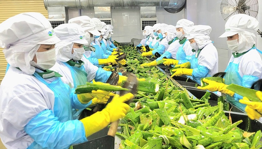 Trang phục công nhân ngành chế biến nông sản gồm những gì